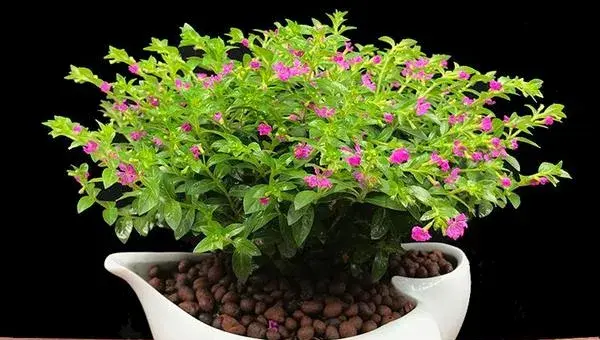 满天星种子种植方法和注意事项