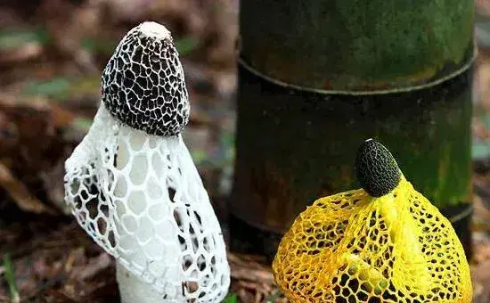 竹荪种植技术，栽培养料配方