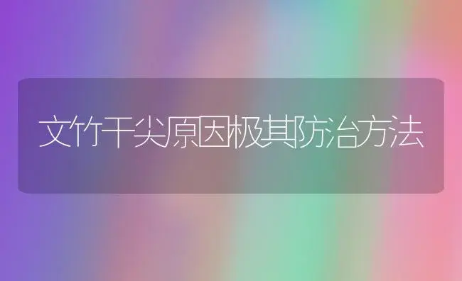文竹干尖原因极其防治方法 | 植物知识