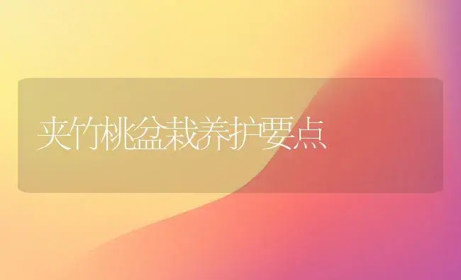 夹竹桃盆栽养护要点 | 植物科普