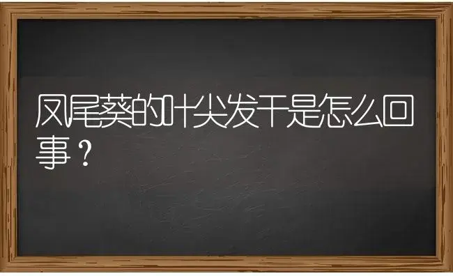 凤尾葵的叶尖发干是怎么回事？ | 植物问答