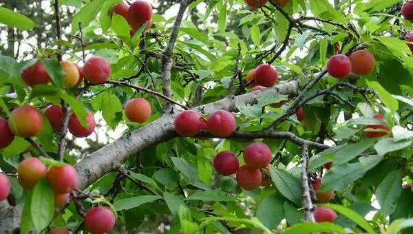 李子树科学种植技术