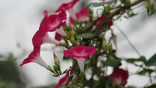 牵牛花什么时候种 牵牛花的播种