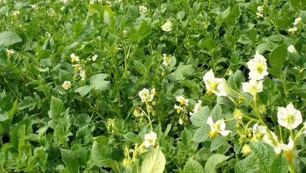 2018种土豆赚钱吗？土豆种植的利润与投资成本及前景预测