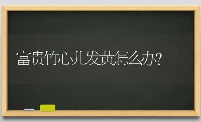 富贵竹心儿发黄怎么办？ | 植物问答