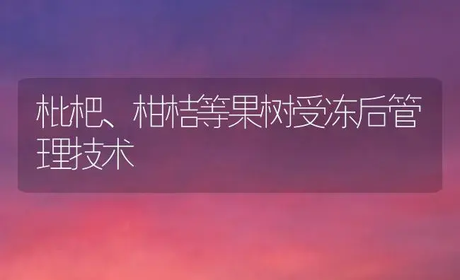 枇杷、柑桔等果树受冻后管理技术 | 植物百科