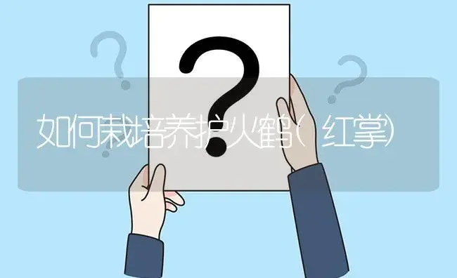 如何栽培养护火鹤(红掌) | 植物知识