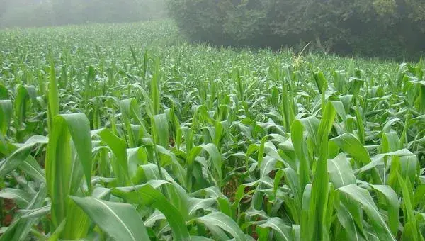 2018种玉米赚钱吗？玉米种植的利润与投资成本及前景预测
