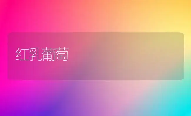 红乳葡萄 | 植物百科
