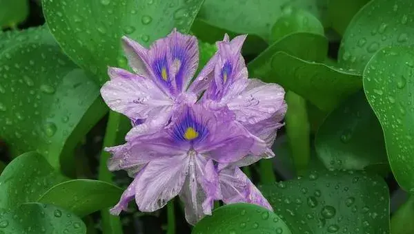 水葫芦如何放养管理