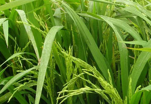 水稻除草需注意的4个事项