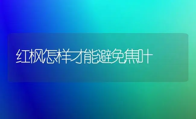 红枫怎样才能避免焦叶 | 植物知识