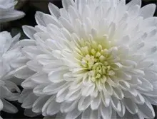 菊花是如何繁殖的？
