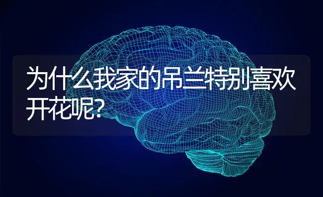 为什么我家的吊兰特别喜欢开花呢？ | 植物问答