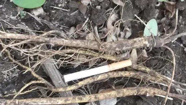 2018种苦参赚钱吗？苦参种植的利润与投资成本及前景预测