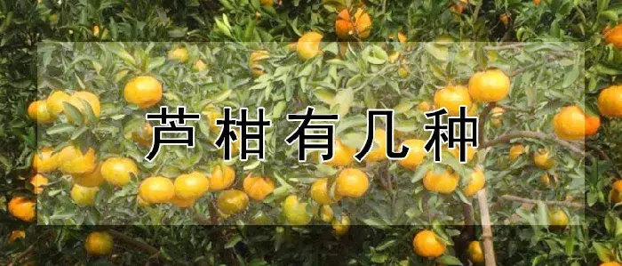 芦柑有几种