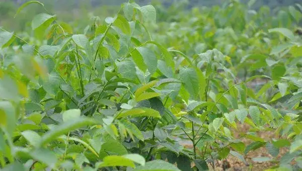核桃苗种植对土地有怎样的要求