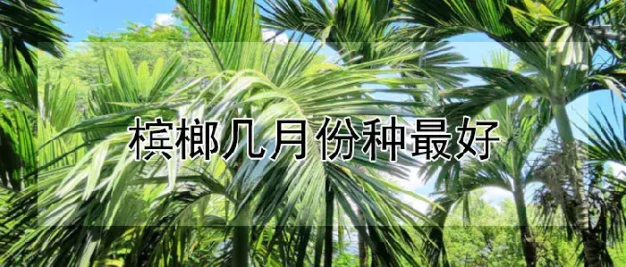 槟榔几月份种最好