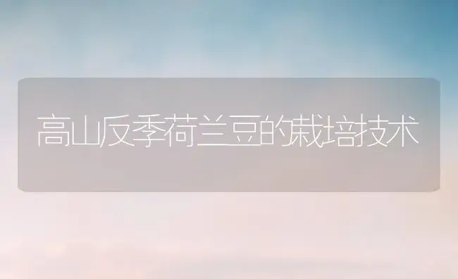 高山反季荷兰豆的栽培技术 | 植物百科