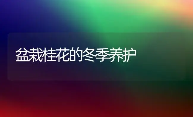 盆栽桂花的冬季养护 | 植物知识