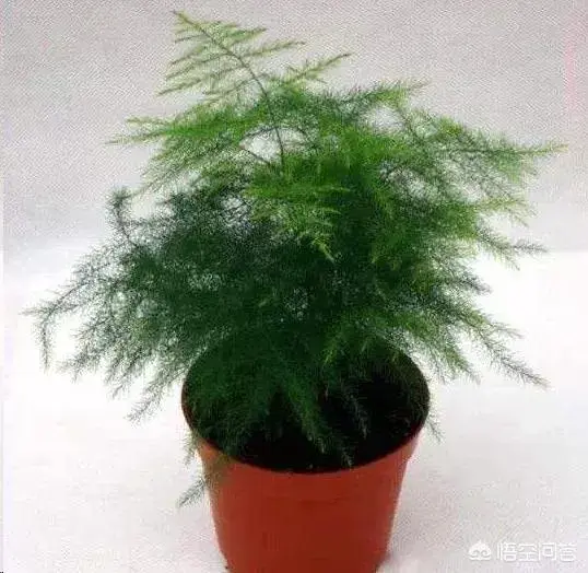 文竹最好施什么肥？