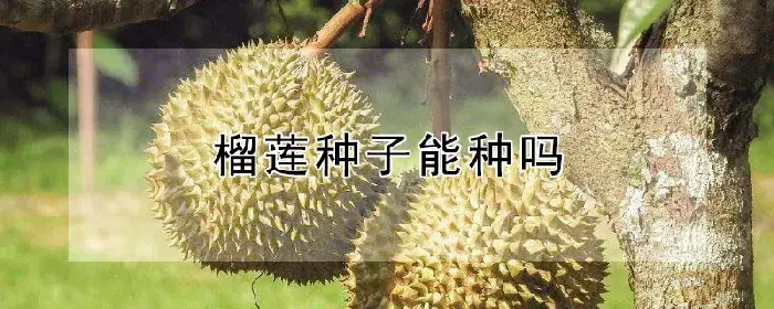 榴莲种子能种吗