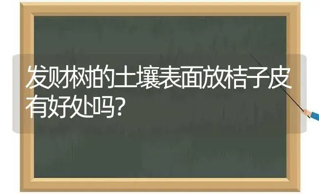 发财树的土壤表面放桔子皮有好处吗？ | 植物问答