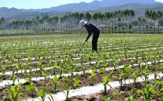 玉米苗期如何除草?学会这四个小技巧除草不伤苗!