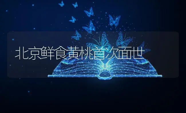 北京鲜食黄桃首次面世（图） | 植物百科
