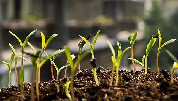 格桑花种植方法和时间