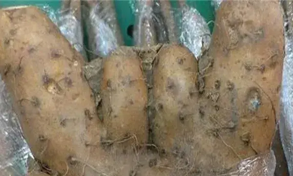 山药畸形的原因及防治方法