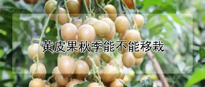 黄皮果秋季能不能移栽