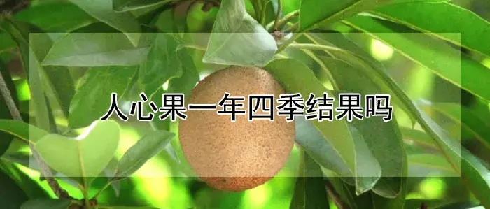 人心果一年四季结果吗