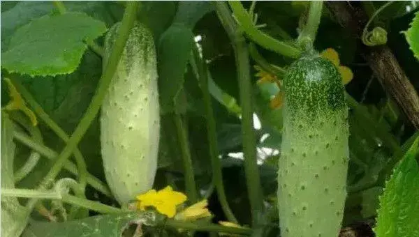 大棚黄瓜种植技术要点