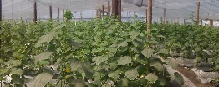 回农村租地搞大棚种菜赚钱吗 回农村租地搞大棚种菜需要注意什么