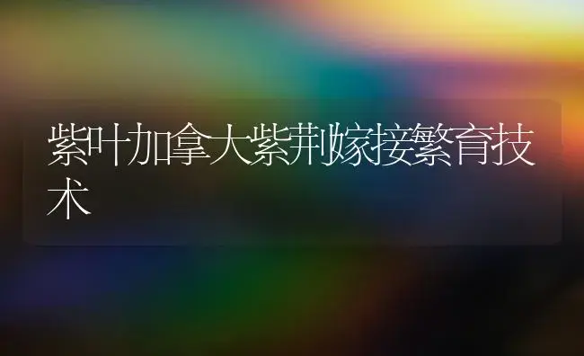 紫叶加拿大紫荆嫁接繁育技术 | 植物科普