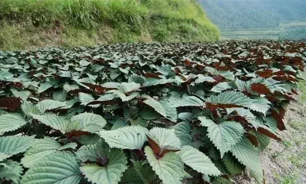 紫苏繁殖方法