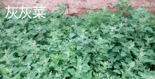 哪些野菜种植前景好 野菜种植一亩能挣多少钱