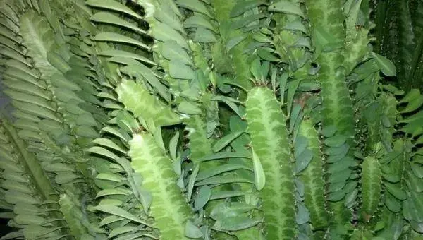 龙骨花的养殖方法几月份剪枝
