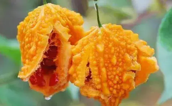 金铃子种植时间和方法，南方比北方的种植时间早