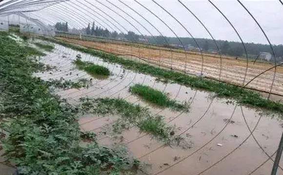 棉花涝害后怎么处理