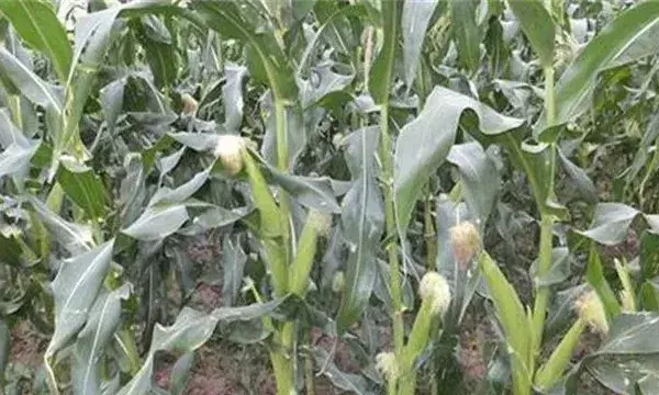 玉米灌浆异常怎么办？怎么去补救