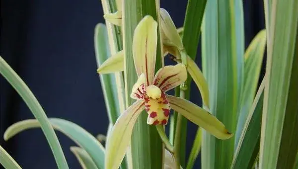 2018种兰花赚钱吗？兰花种植的利润与投资成本及前景预测