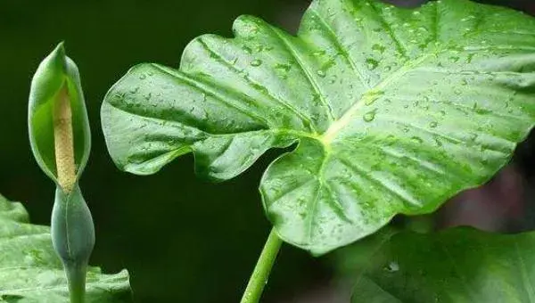 滴水观音怎么种  滴水观音种植方法与注意事项