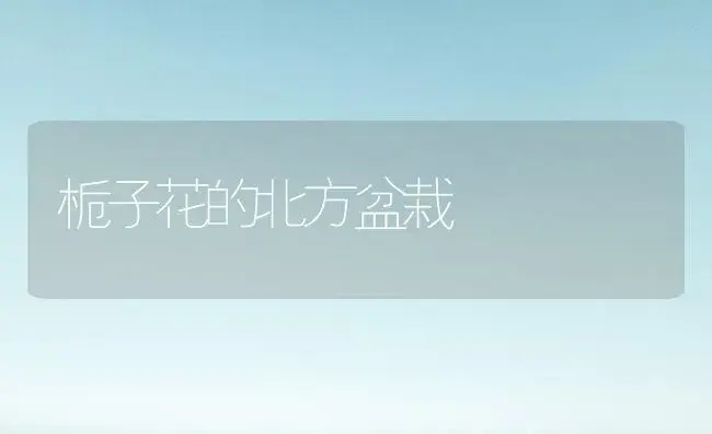 栀子花的北方盆栽 | 植物科普