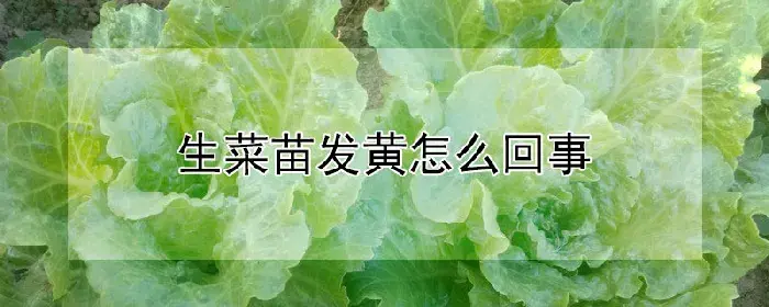 生菜苗发黄怎么回事