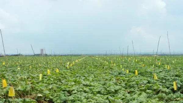 南瓜什么时候种植 南瓜科学种植技术