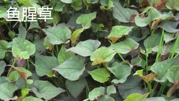 哪些野菜种植前景好 野菜种植一亩能挣多少钱