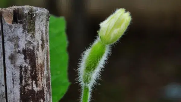 2018种瓠子赚钱吗？瓠子种植的利润与投资成本及前景预测