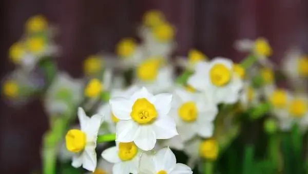 如何养水仙花 水仙花怎么种